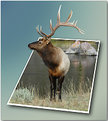 Picture Title - Jim's elk in OOB