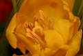 Picture Title - disorded tulip