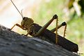 Picture Title - Grasshopper