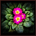 Picture Title - Primrose