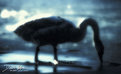 Picture Title - mystic swan