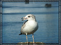 Picture Title - A Very Pretty Gull