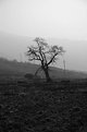 Picture Title - Lone Tree