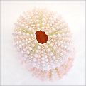 Picture Title - Sea Urchin