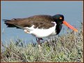 Picture Title - American Oystercatcher
