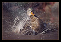 Picture Title - Splish Splash....