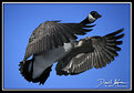 Picture Title - canada goose