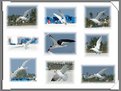 Picture Title - Collage of Flight