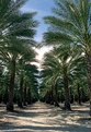 Picture Title - A Palm Springs Driveway