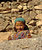 Berber Girl III