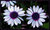 Purple and white Daisies