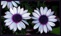 Picture Title - Purple and white Daisies