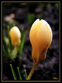 Picture Title - Promises...