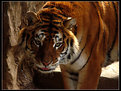 Picture Title - TiGer!
