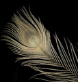 Picture Title - White Peacock Feather