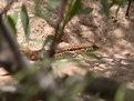 Picture Title - Hidden Lizard!