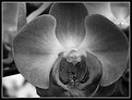 Picture Title - Grey Orchid