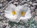 Picture Title - Prickly Poppy #2