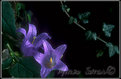 Picture Title - Campanula Insubrica