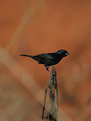 Picture Title - Black Bird