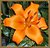 Orange Lily(marne flora)