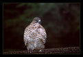 Picture Title - Broad-Winged Hawk