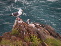 Picture Title - Gull