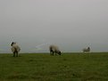 Picture Title - grazing with a view