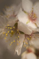 Picture Title - Almond Blossom