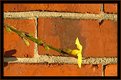 Picture Title - Against a Brick Wall