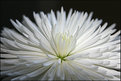 Picture Title - white chrysanthemum