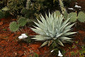 Picture Title - RedRockAgave