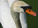 Picture Title - The Swan