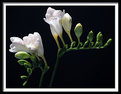 Picture Title - Freesias