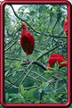 Picture Title - Red Birds