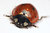 Ladybug Portrait