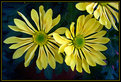 Picture Title - Yellow Spoon Dasies