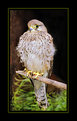 Picture Title - Proud Kestrel