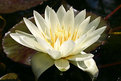 Picture Title - Waterlilly