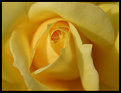 Picture Title - Yellow rose
