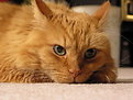 Picture Title - Nice and comfy