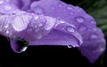 Picture Title - purple Rain