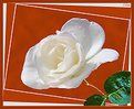 Picture Title - Rosa bianco