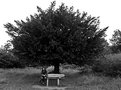 Picture Title - girlfriend under a tree