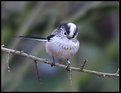 Picture Title - long tailed tit