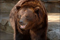 Picture Title - Wiggly Brown Bear