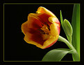 Picture Title - Red and yellow tulip