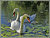 Swans A'Swimming . . .