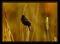 Picture Title - Evening Bird