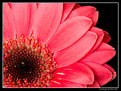 Picture Title - Daisy 6